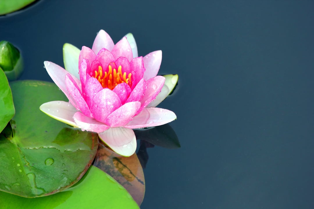 lotus flower