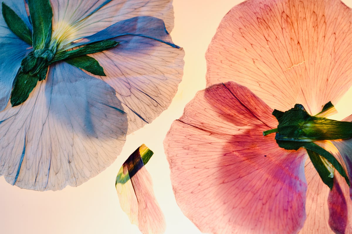 Macro Photography of Flowers